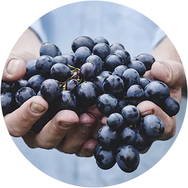 Racimos de uvas tintas sostenidos entre las manos